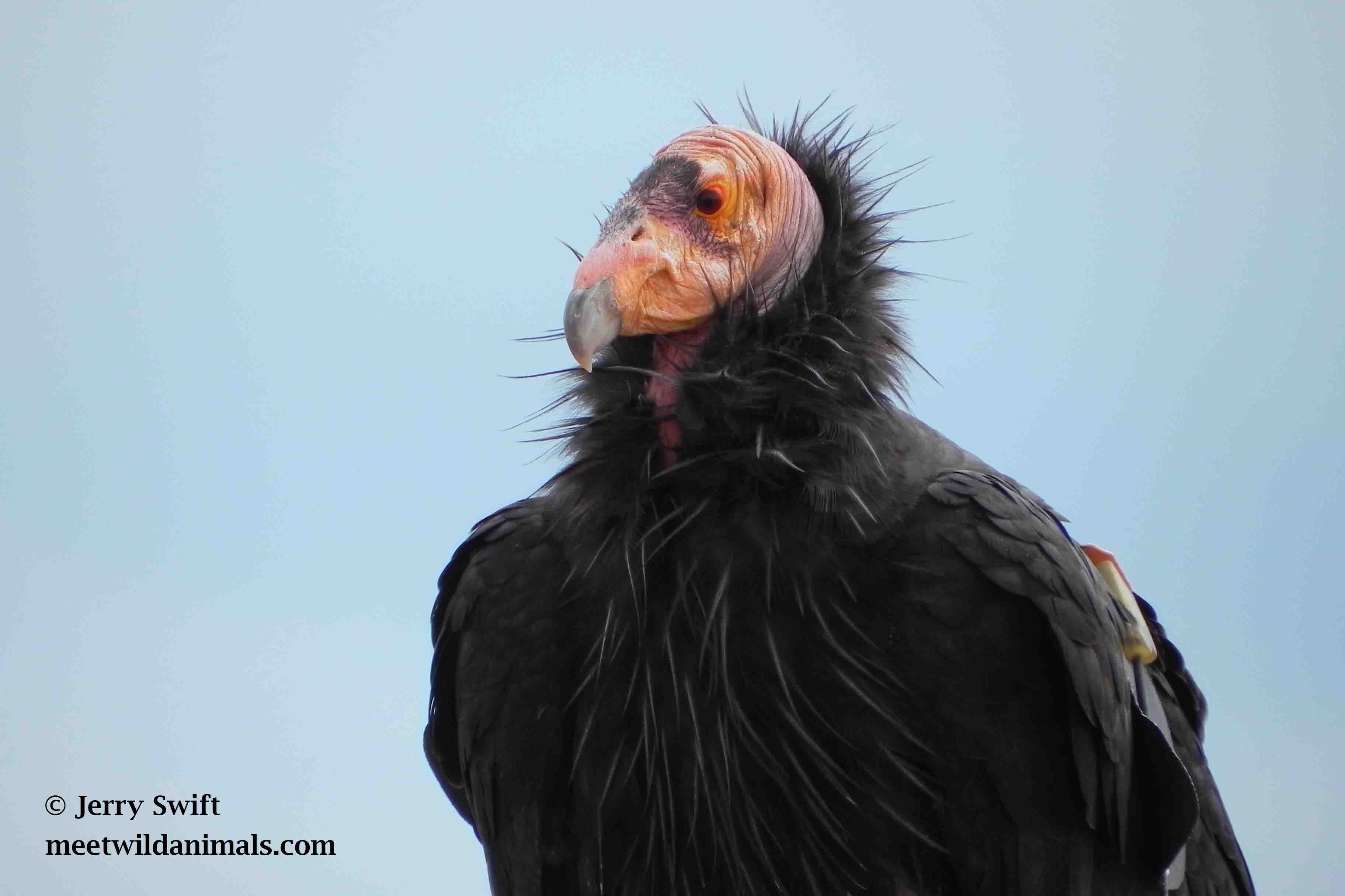 Californian condor
