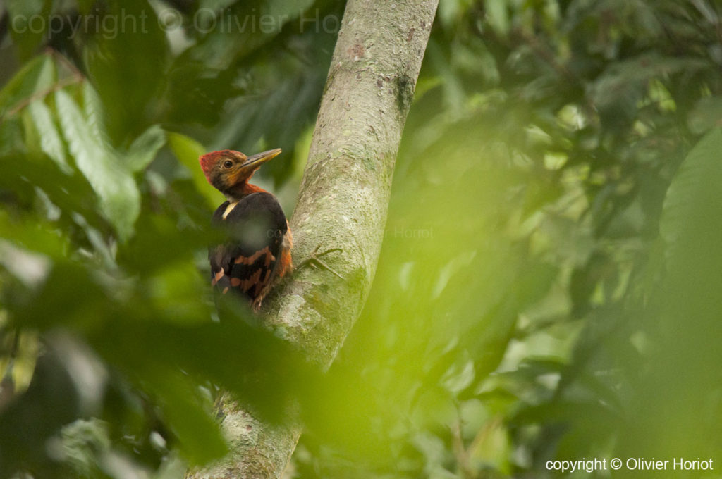 orange backed woodpecker