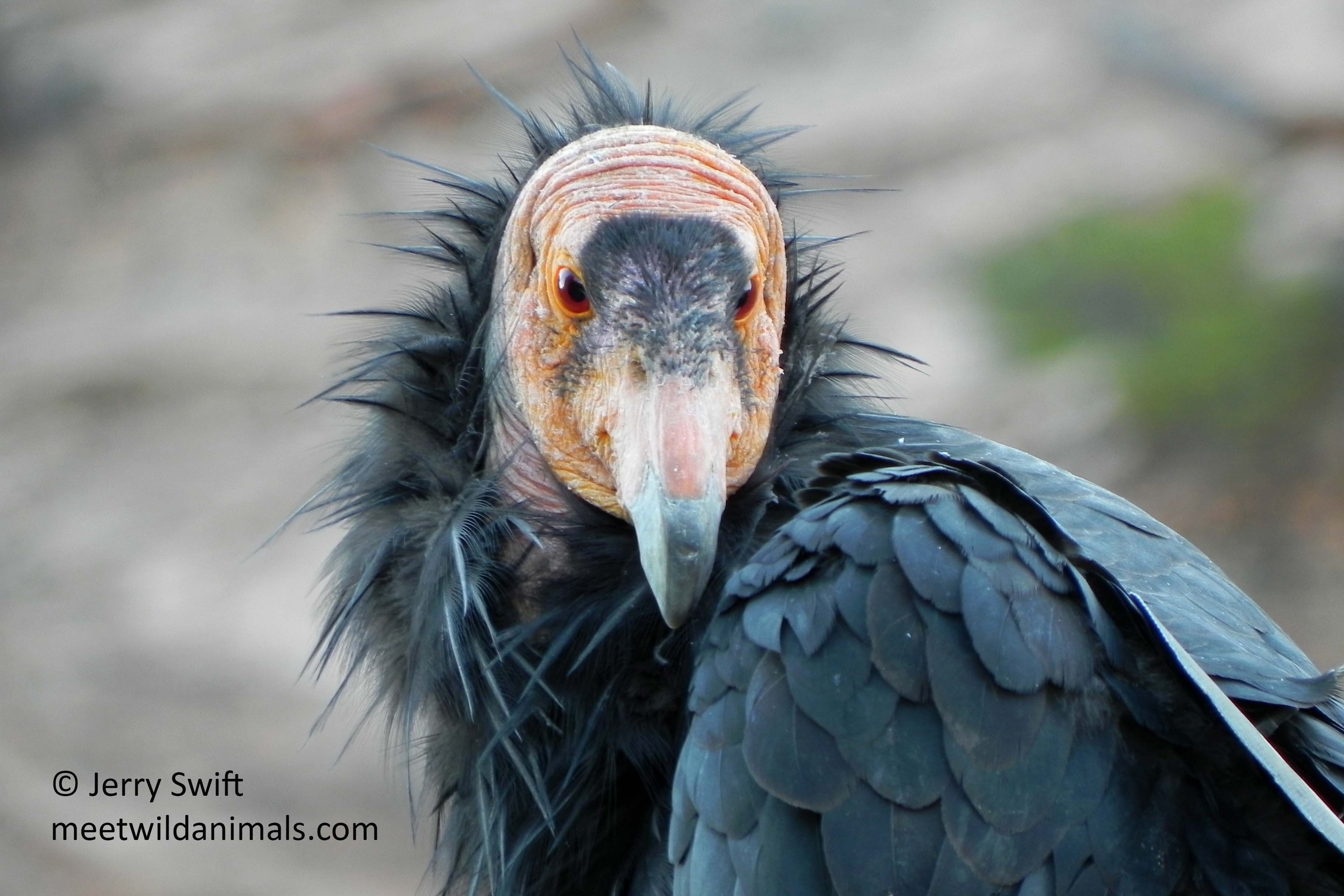 Californian condor