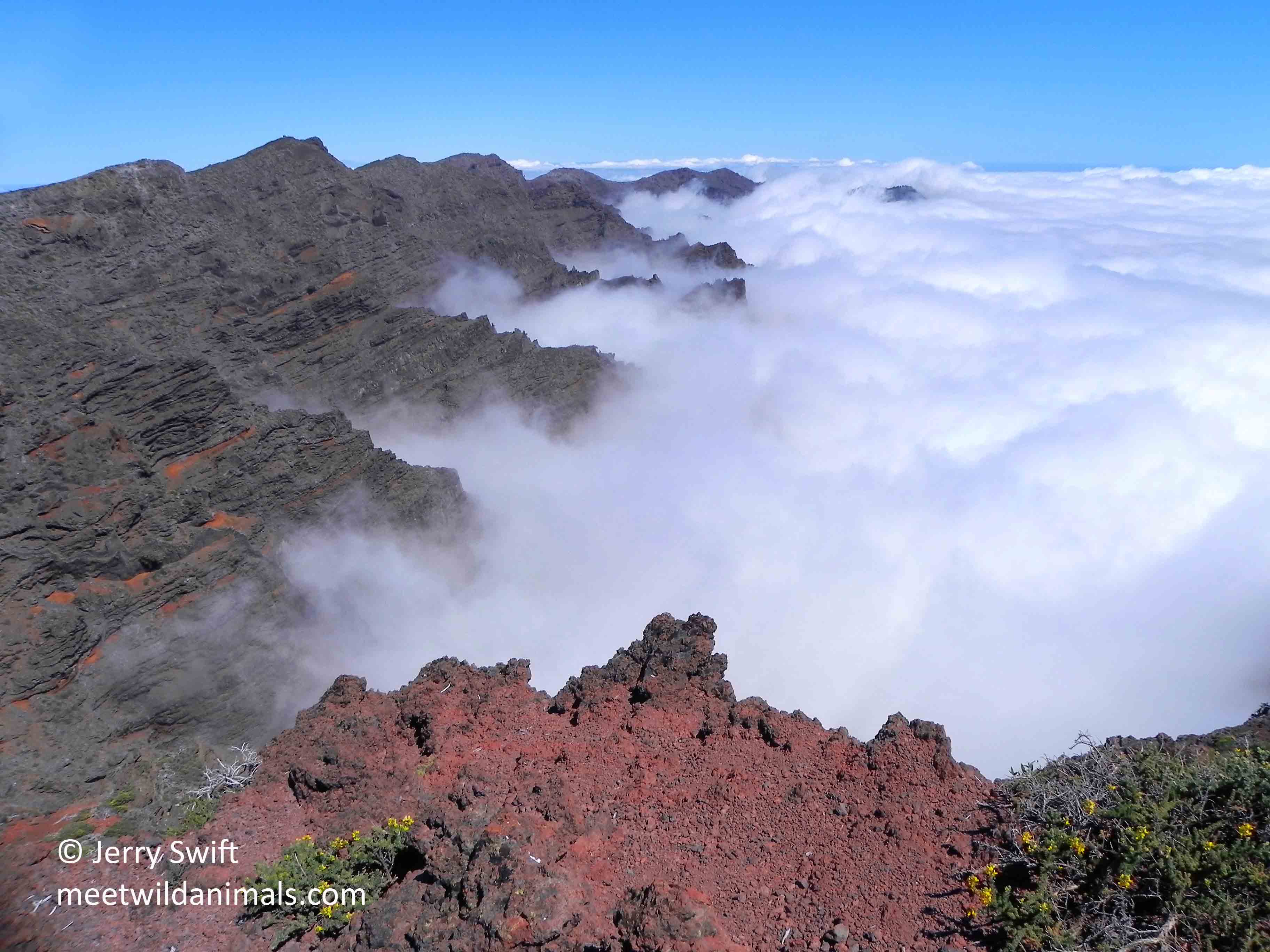 canary islands