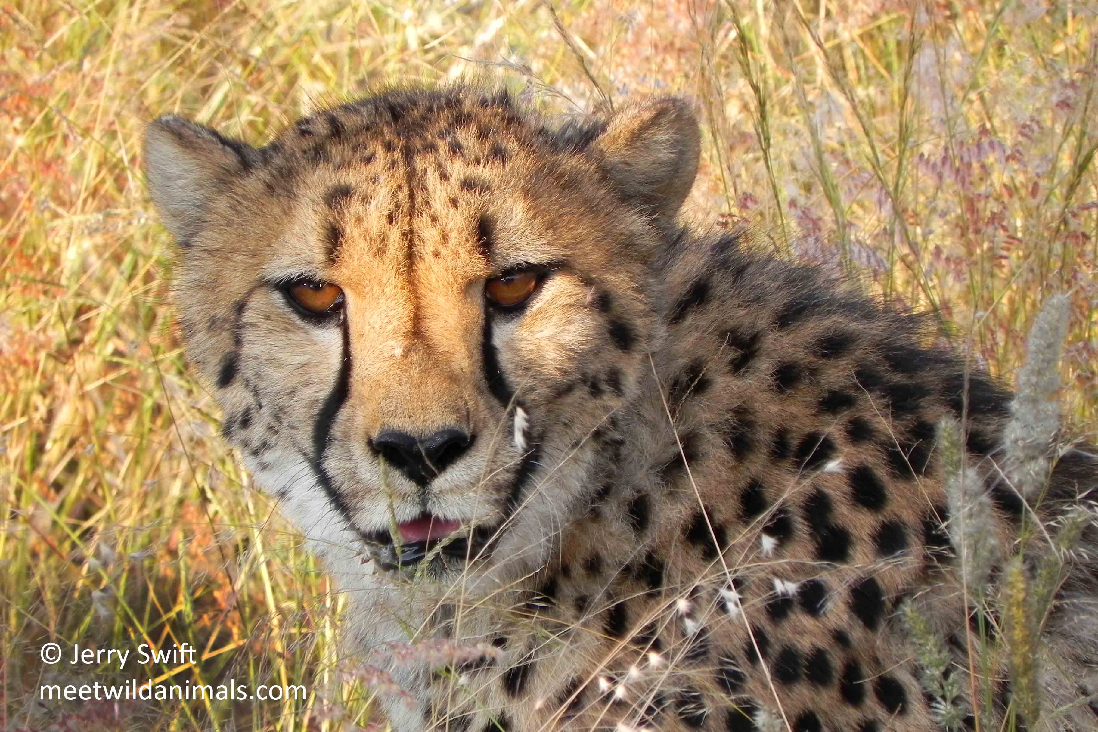 tour du monde observation animaux