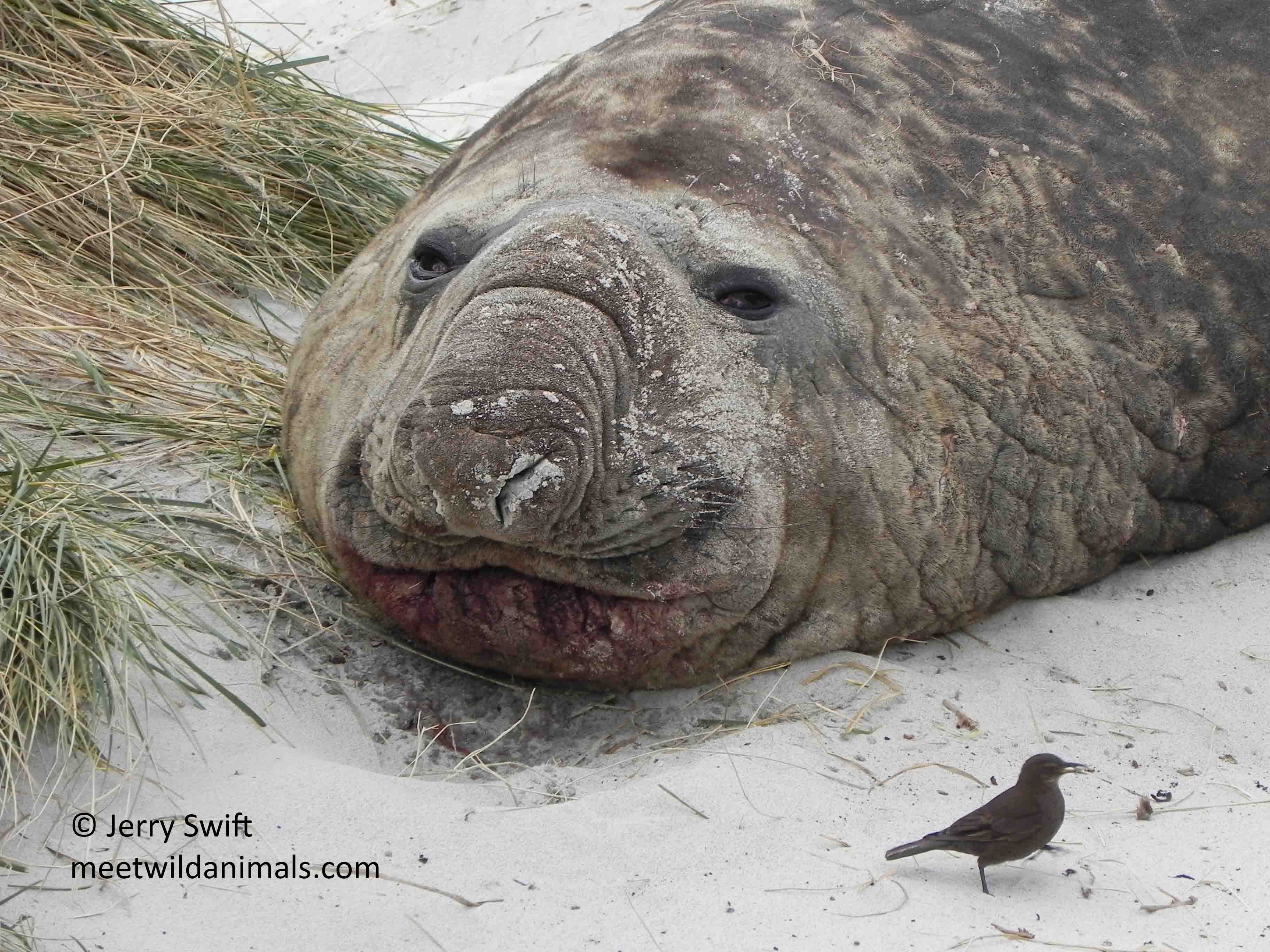 falkland islands