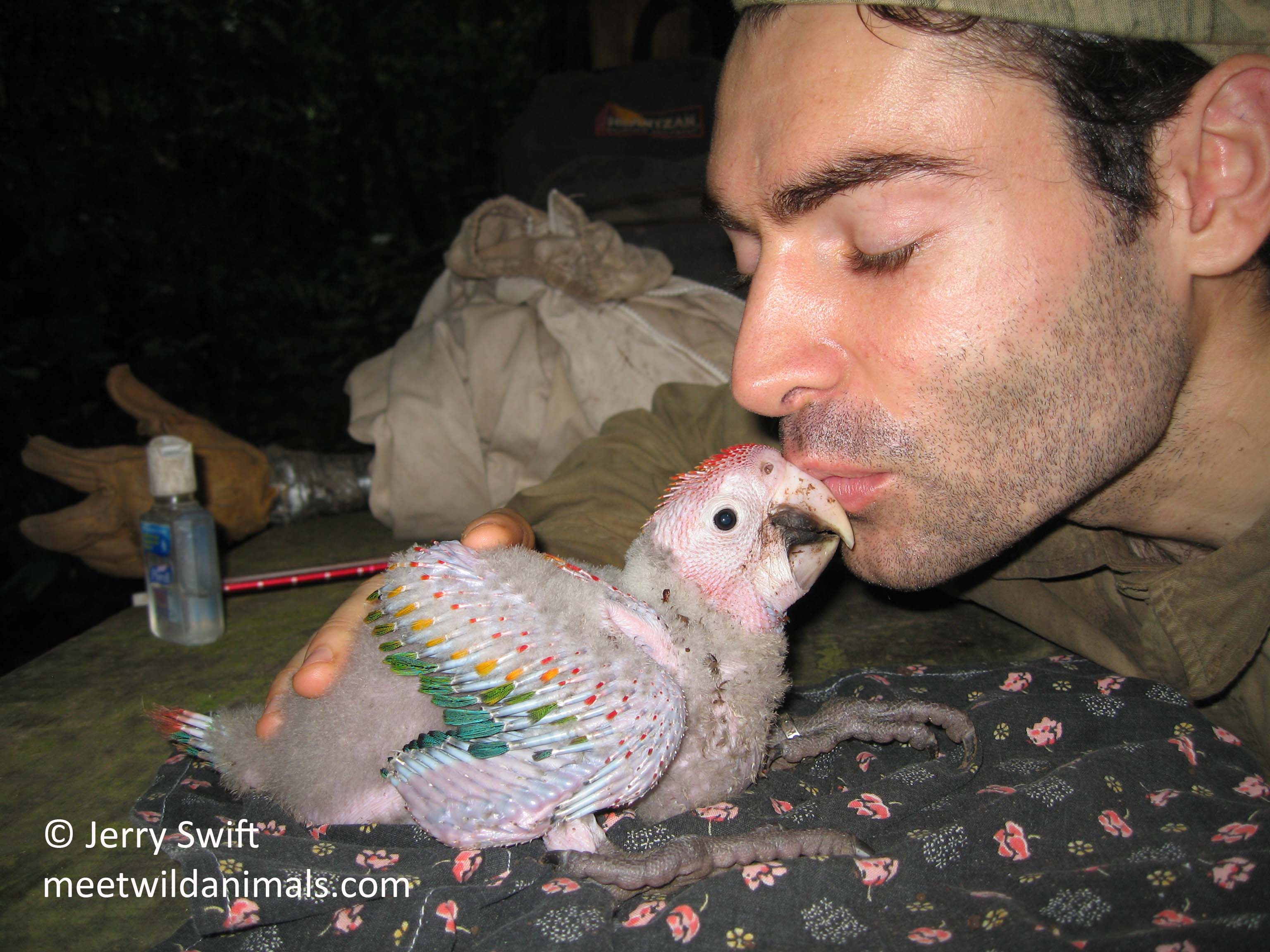 red and green macaw