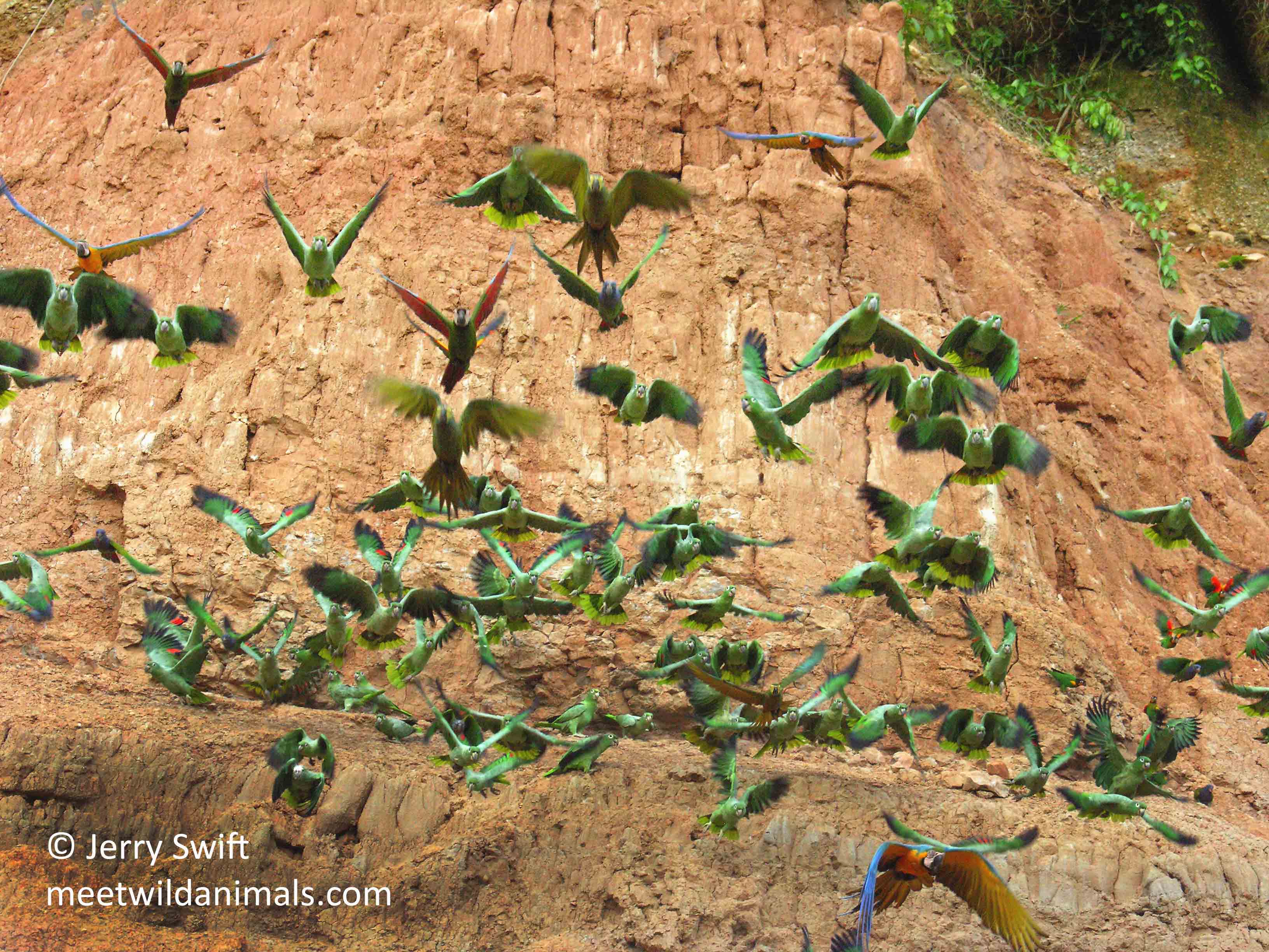 tour du monde observation animaux