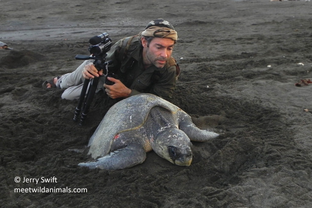 Jerry Swift and sea turtle