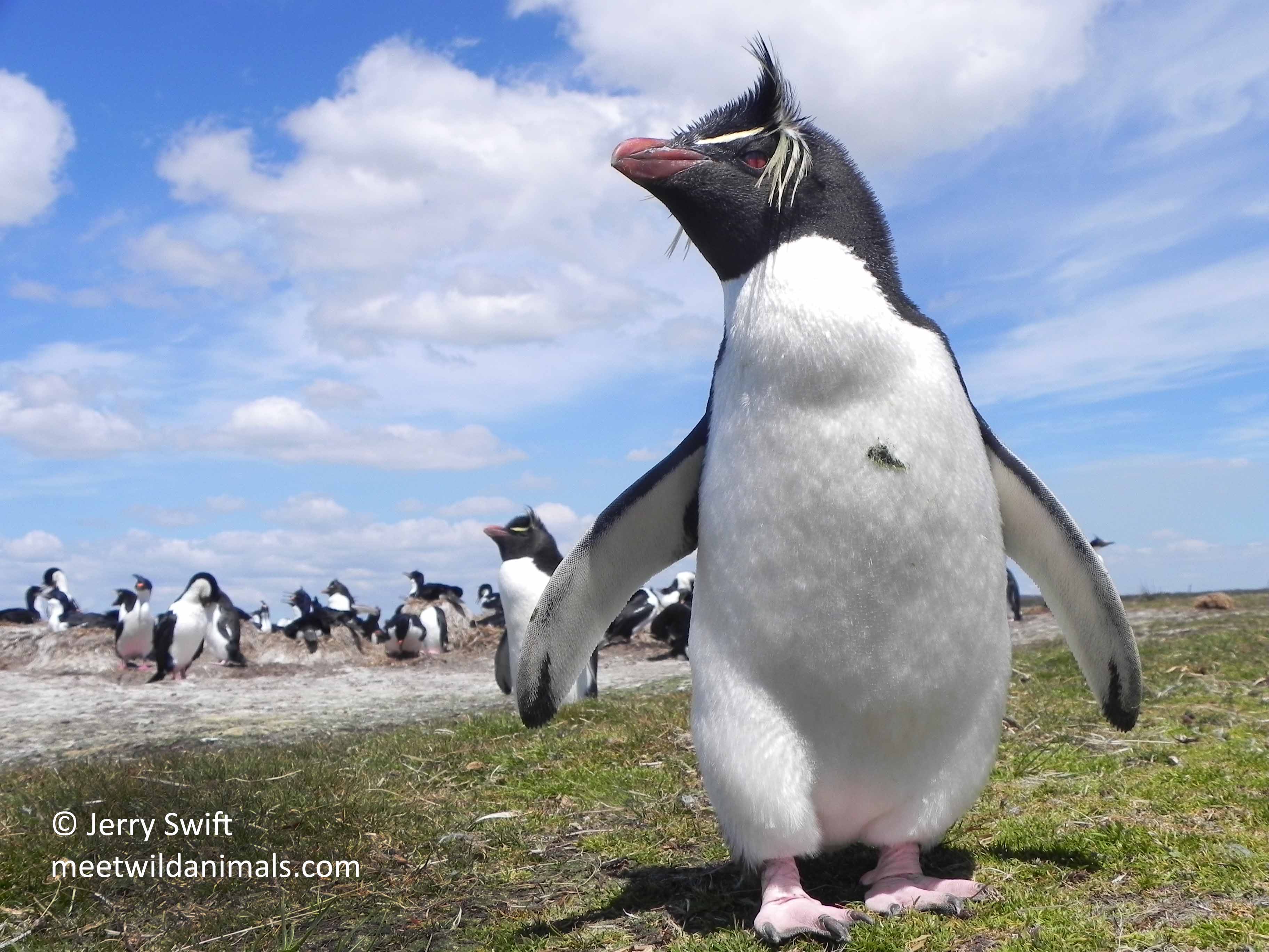 falkland islands