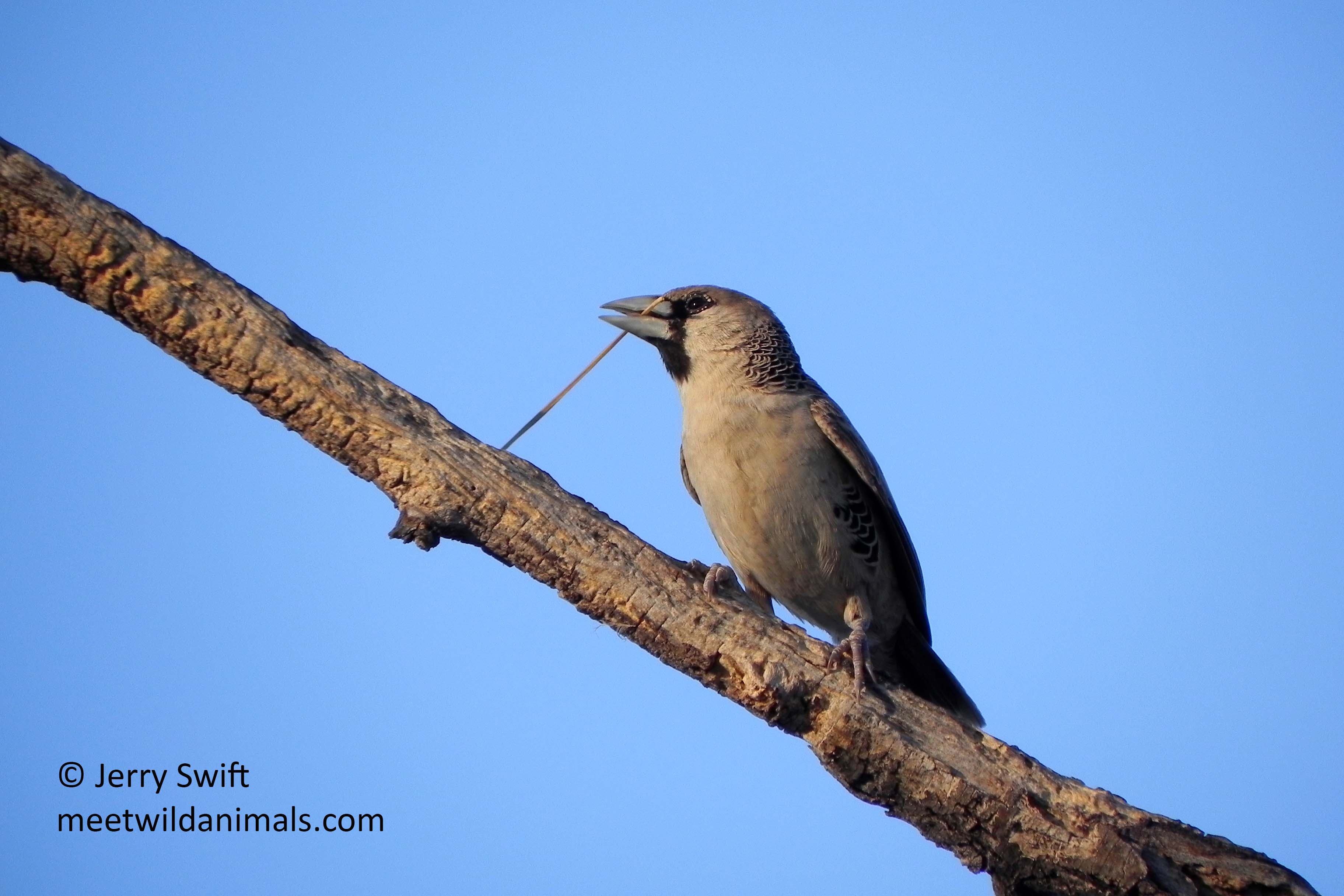 namibia