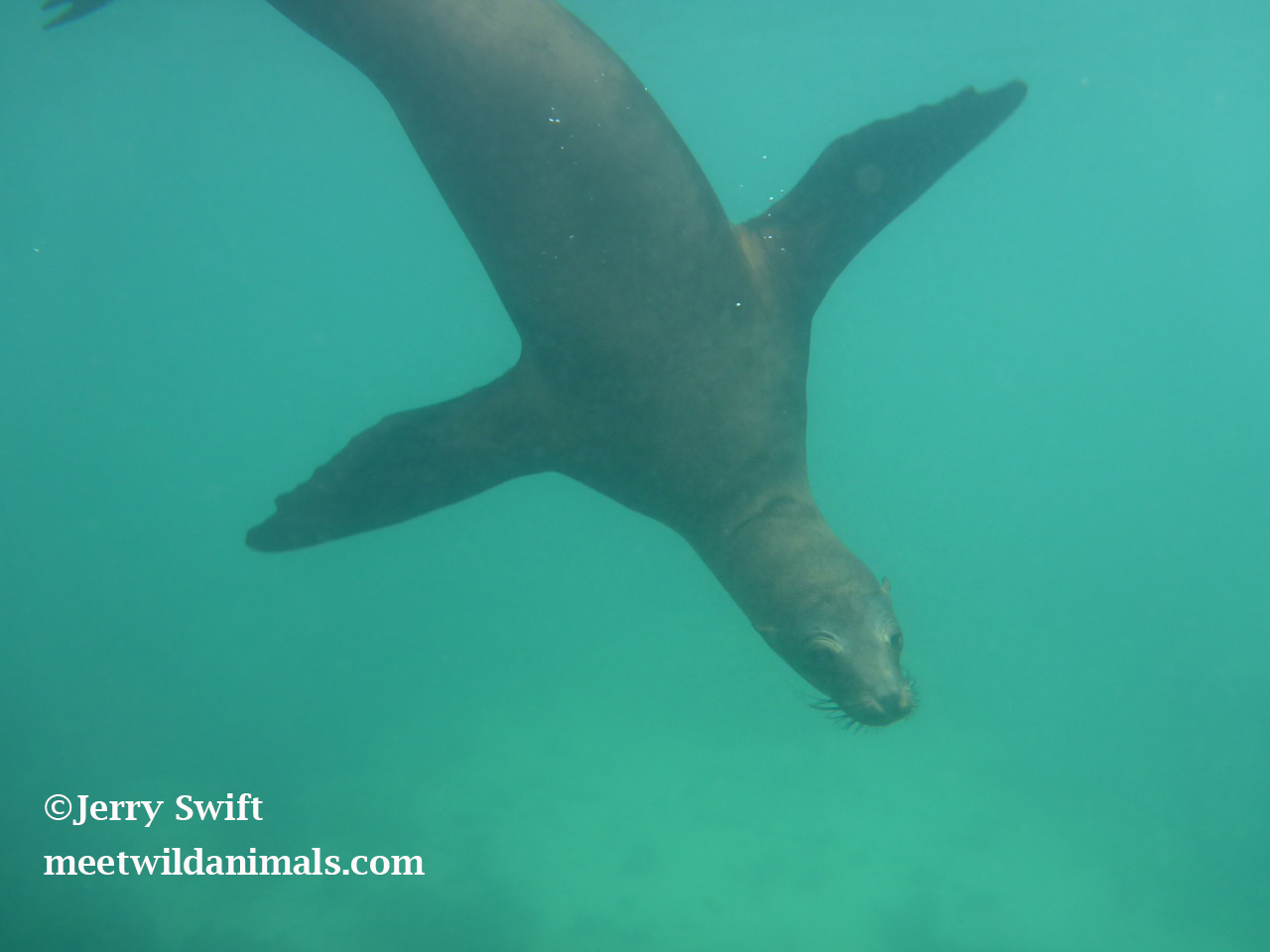 meilleures iles galapagos observation animaux