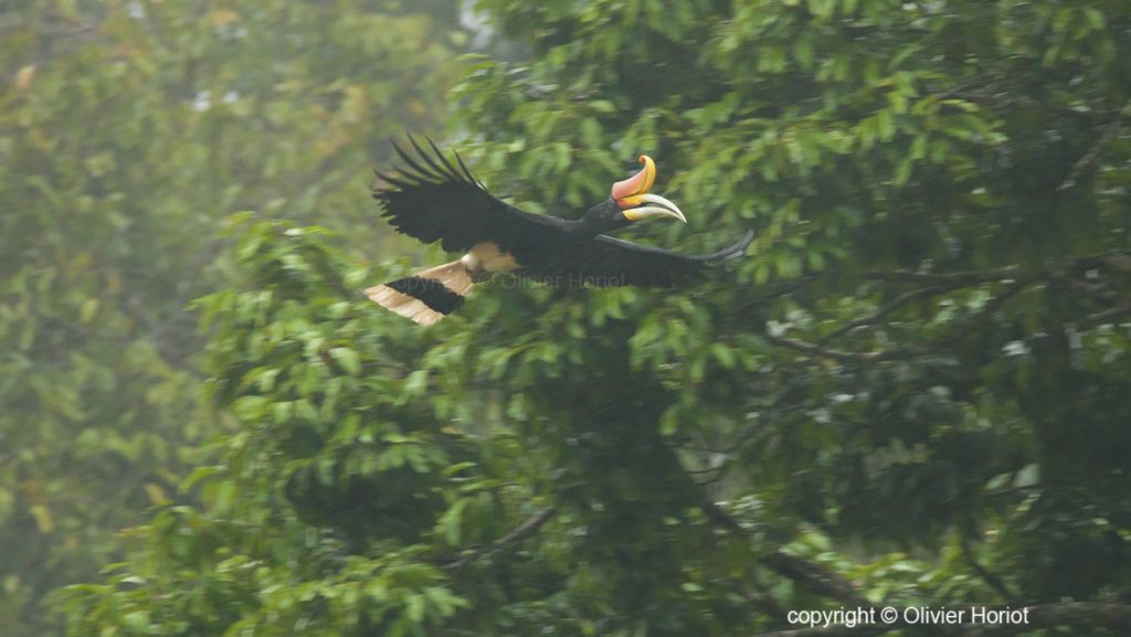 rhinoceros hornbill