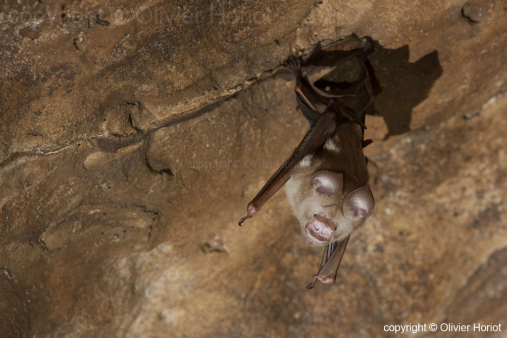 diadem roundleaf bat