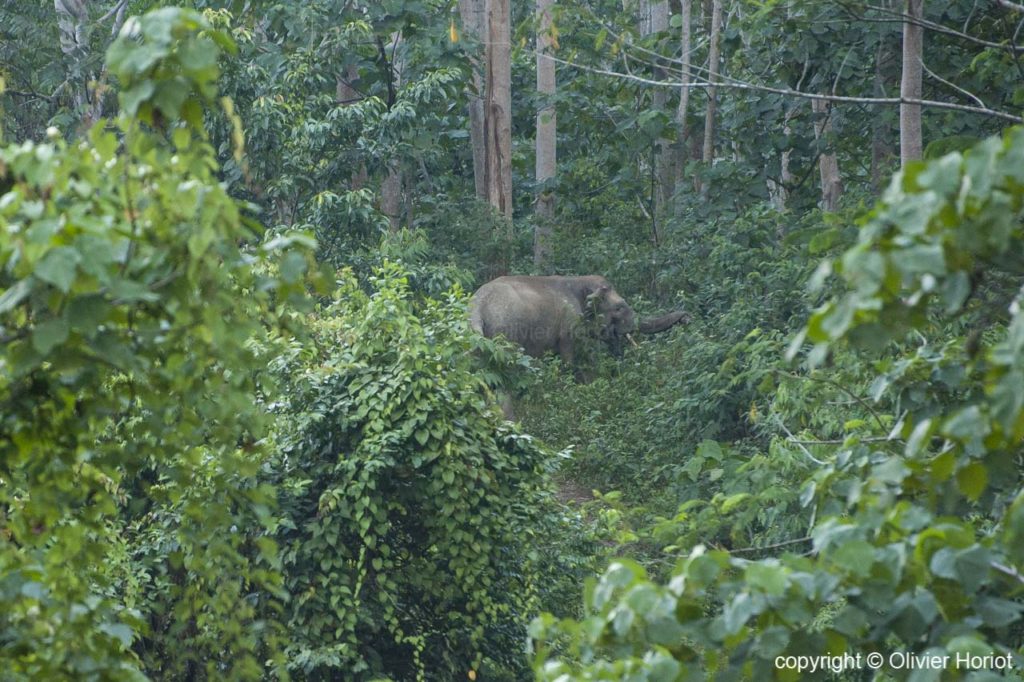 asian elephant