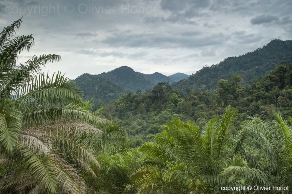 gunung leuser national park