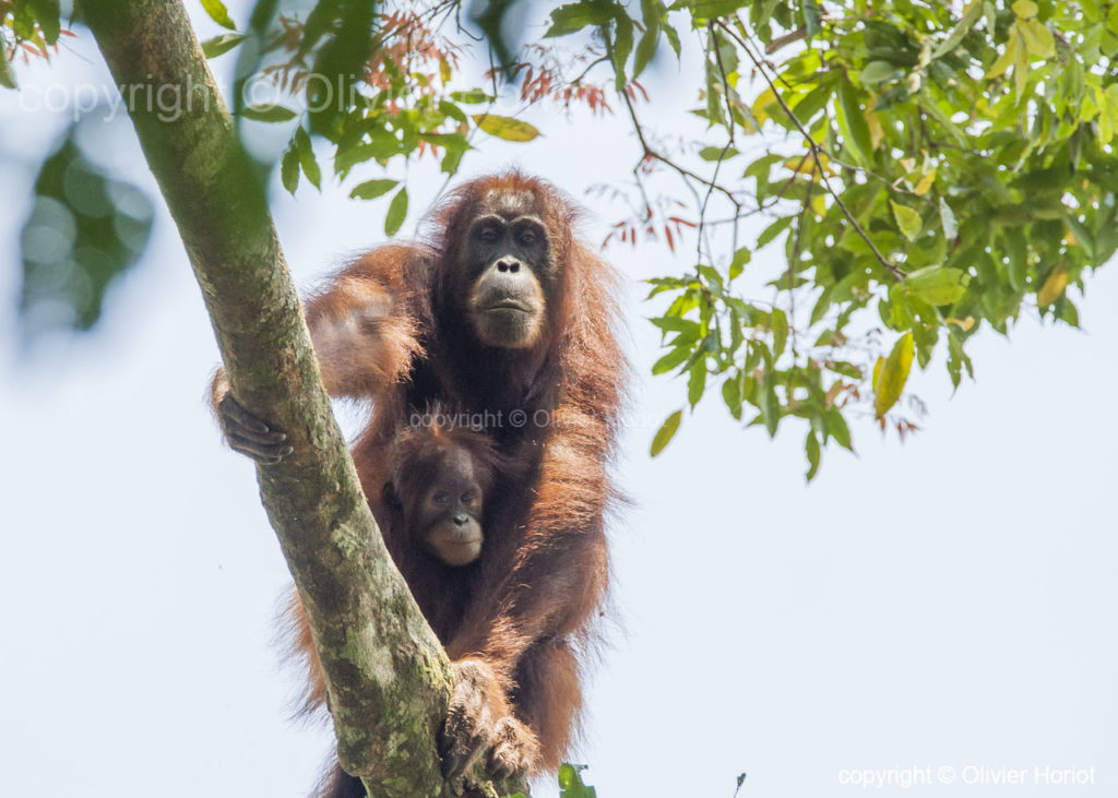 orangutan