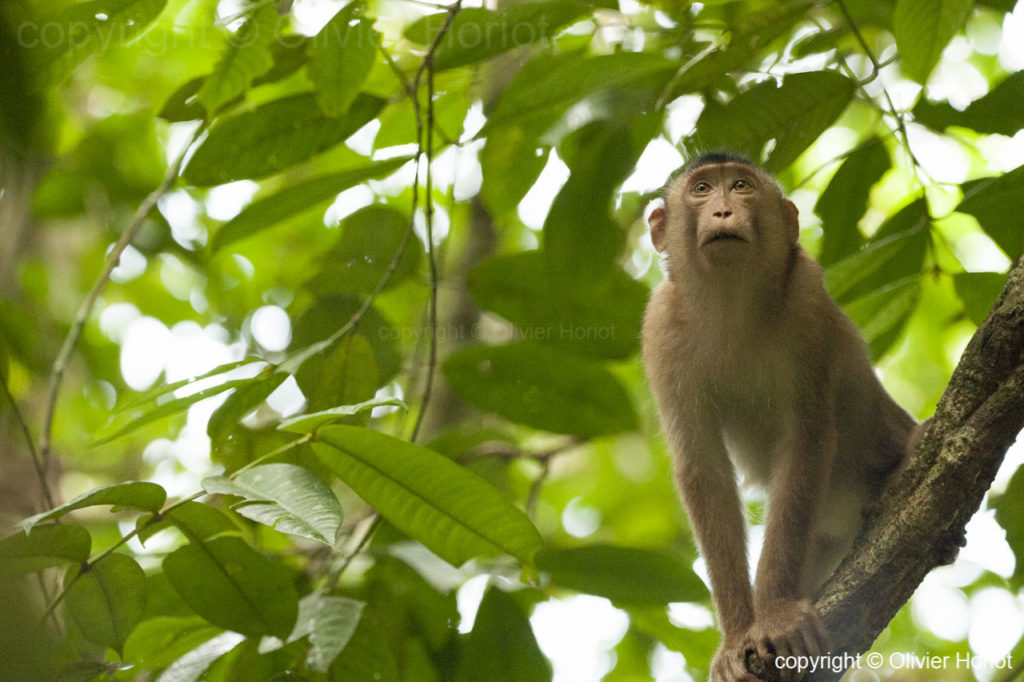 gunung leuser national park