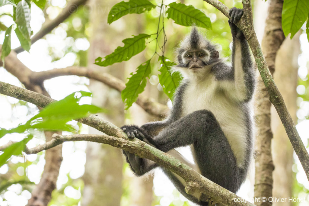 thomas leaf monkey