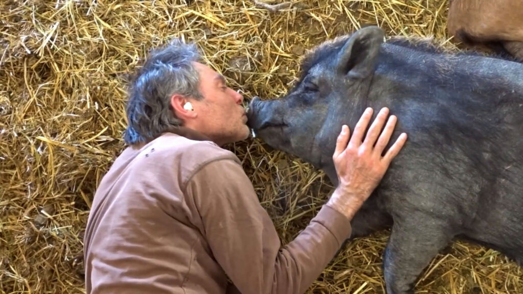 Jerry Swift is in love with a pig